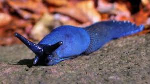 Carpathian Blue Slug Bielzia Coerulans Slugs Animals Creatures