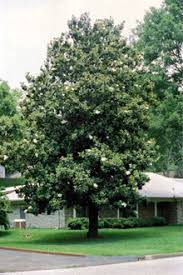 Maybe you would like to learn more about one of these? Southern Magnolia Magnolia Trees Southern Magnolia Tree Southern Magnolia