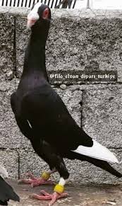 Raed M Alazzeh Adli Kullanicinin Syrian Pigeons Panosundaki Pin Guzel Kuslar Kus