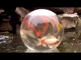 Pin By Lin Weaver On How Does Your Garden Grow Ponds Backyard Koi Pond Fish Ponds