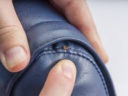 Image result for bed bugs droppings