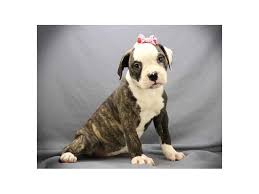 Kindly make a perfect choice and get yourself an american bully puppy or even a pair. American Bulldog Puppies For Sale Breed Info Petland Bolingbrook Il