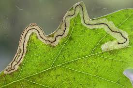 Image result for Stigmella roborella
