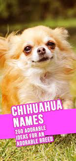 Race de chien originaire du mexique (fr); Chihuahua Names 300 Adorable Chihuahua Dog Name Ideas