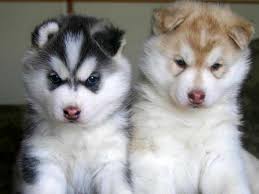 Vip puppies works with responsible alaskan malamute breeders across the united states. Researchbreeder Com Find Alaskan Malamute Puppies For Sale Genetic Testing Done