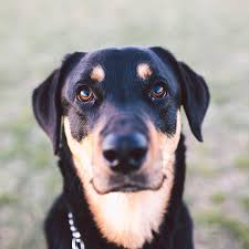 Black And Tan Coonhound Corgi Mix Zilker Bark On Instagram Oza The 3yr Old Black And Tan Coonhound Rottweiler Mix With Kind Eyes Designed For Treat A Rottweiler Mix Coonhound Rottweiler
