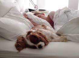 Should You Let Your Dog Sleep With You 7 Benefits To Consider