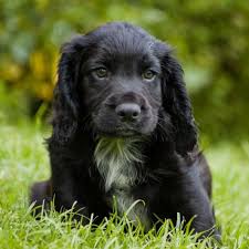 Pugs pulis rat terriers red and white setters redbone coonhounds rhodesian ridgebacks rottweilers saint bernards salukis samoyeds schipperkes scottish deerhounds cocker spaniel & cockapoo puppies for… Cocker Spaniel Breed Profile Australian Dog Lover