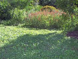 Image result for Calyptocarpus vialis