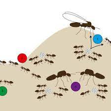 Name:western la vall�e des g�ants (1952)avec kirk douglas fr. Pdf Ant Genomics Sheds Light On The Molecular Regulation Of Social Organization
