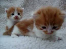 The cheapest offer starts at £120. Orange And White Kittens For Sale Off 62 Www Usushimd Com