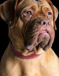 Omya est une chienne de race griffon. Dresseur Chien De Pied Sanglier Voie Unique Sanglier
