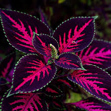Image result for Coleus meyeri