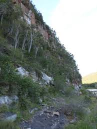 Image result for Delosperma tradescantioides