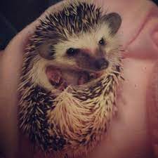 Hedgehog Cute Animals Hedgehog Animals
