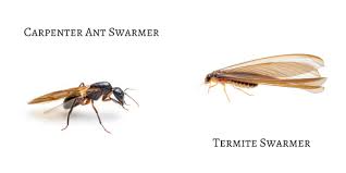 For example, termites eat the wood in which they nest. Termites Or Carpenter Ants Ehrlich Pest Control Blog