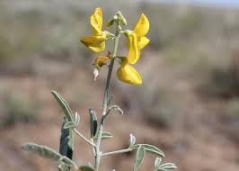 Image result for Crotalaria onobrychis