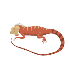 Drawing the head, trace a squiggly circle. Iguana Lizard Reptile Vector Illustration Stock Vector Illustration Of Body Nature 85935226