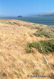 Image result for Rytidosperma davyi