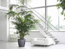 Kentia palm plant 6 pot, live kentia thatch sentry paradise palm rooted plant freshfromgreenhouse 5 out of 5 stars (1,531) $ 25.00. Howea Forsteriana Kentia Palm Or Thatch Palm Green Souq Uae