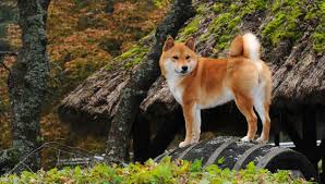 shiba inu all about dogs