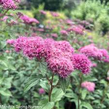 Image result for Spiraea x bumalda ´Crispa