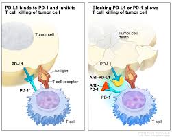 Melanoma Treatment Pdq Patient Version National Cancer