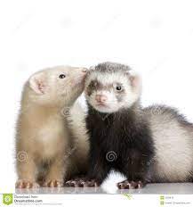 13 Ferrets Ideas Cute Ferrets Baby Ferrets Ferret