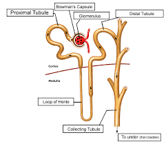 This coloring worksheet asks students to color the kidney to identify where structures like the students are required to color the image according to the included instructions and answer a simpler version of a nephron coloring is also available, with less focus on the physiology of the. Urinary System Labeling Key
