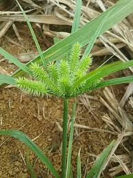 Image result for Cyperus cyperoides