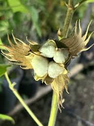 Image result for Gossypium