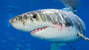 As scientific research on these elusive predators increases, their image as mindless killing machines is beginning to fade. Bbc Earth The Truth About Great White Sharks