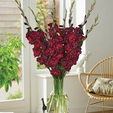 Image result for Gladiolus zambesiacus