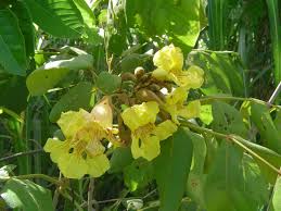 Image result for Markhamia obtusifolia