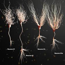 3d Model Of Neuron Anatomy 3d Model Brain Anatomy Brain Art Types Of Neurons