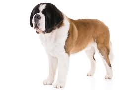 Saint Bernard Dog Breed Information