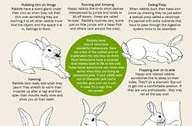 61ec5d87c17002666af591cb34f6b1cb Jpg 480 678 Pet Bunny Rabbits Pet Rabbit Care Rabbit Behavior
