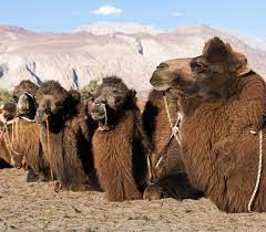 The arabian camel, or dromedary (camelus dromedarius), has one back hump, and the domesticated bactrian camel (c. Schramm Materials