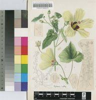 Image result for Hibiscus rhabdotospermus