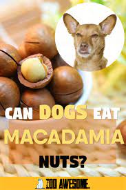 Can Dogs Eat Macadamia Nuts Can Dogs Eat Dog Food Recipes Dog Food Storage Containers
