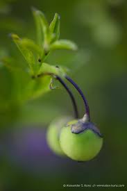 Image result for Solanum sp. B