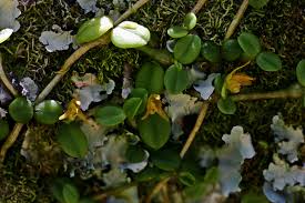 Image result for Stolzia