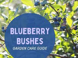 Water blueberry plants during the day. How To Care For Blueberry Bushes Dengarden
