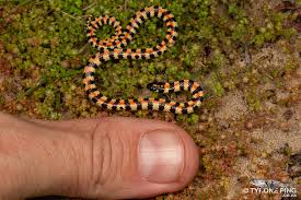 Image result for Leucas capensis