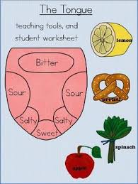 Pin On Five Senses