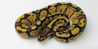 Royal Python Facts Full Care Guide Reptilekingdoms