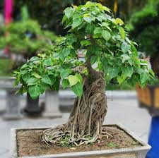The Best Bonsai Plants For Home Or Office Ferns N Petals