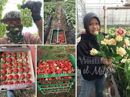 Kerja resmi di australia berarti memiliki ijin kerja resmi untuk dapat bekerja di australia. Wanita Ini Dedah Hakikat Sebenar 3 Tahun Pengalaman Menjadi Pekerja Ladang Di Australia Mingguan Wanita