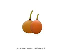 Image result for Garcinia livingstonei