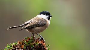 Image result for Poecilostachys